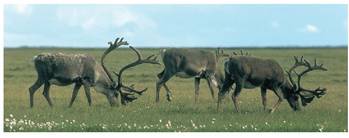 Karibuak Alaskako tundran uda aldian.<br><br>